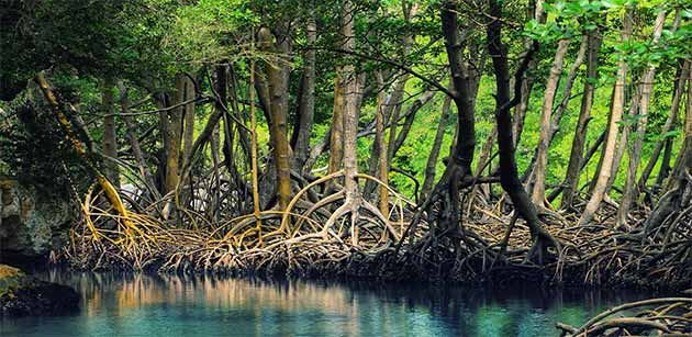 mangrove forests of qeshm